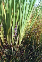 Iris lactea biglumis
