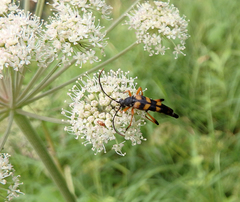 Strangalia attenuata