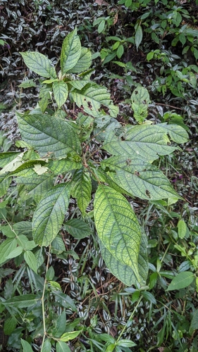 Adina racemosa