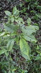 Adina racemosa