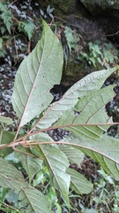 Adina racemosa, photograph Cheng-Te Hsu, CC BY, iNaturalist via GBIF