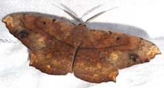 Chorodna ochreimacula