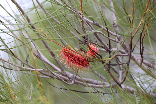 Image of Hakea bucculenta by (c) Hugo Innes, some rights reserved (CC BY)
