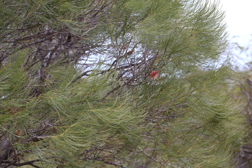 Image of Hakea bucculenta by (c) Hugo Innes, some rights reserved (CC BY)