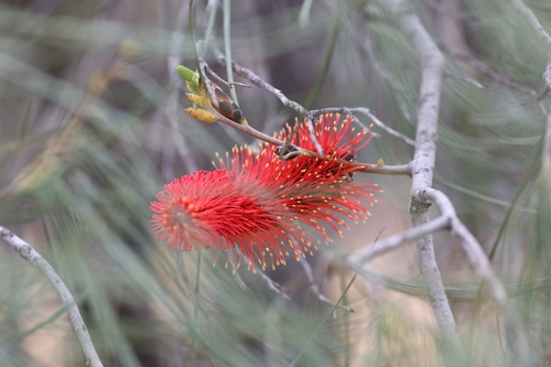 Image of Hakea bucculenta by (c) Hugo Innes, some rights reserved (CC BY)