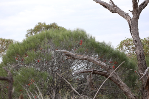 Image of Hakea bucculenta by (c) Hugo Innes, some rights reserved (CC BY)