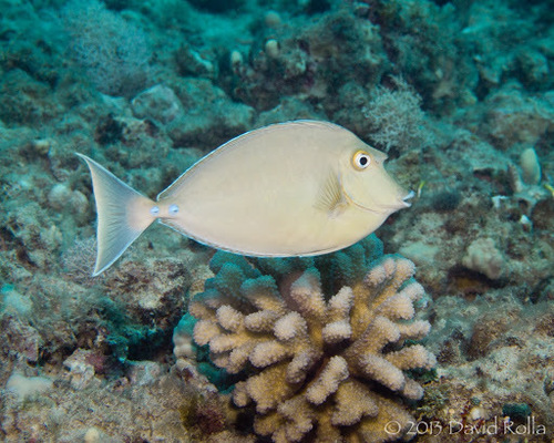 Bluespine Unicornfish