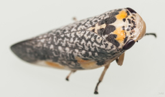 Ptyelus grossus