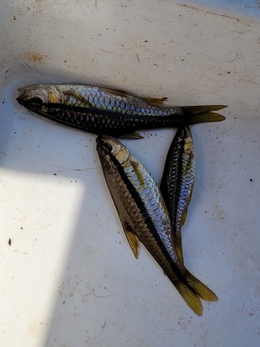 Orangefin barb (Enteromius eutaenia) — Cyprinidae