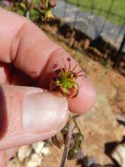 Cotyledon papillaris