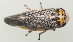Ptyelus grossus