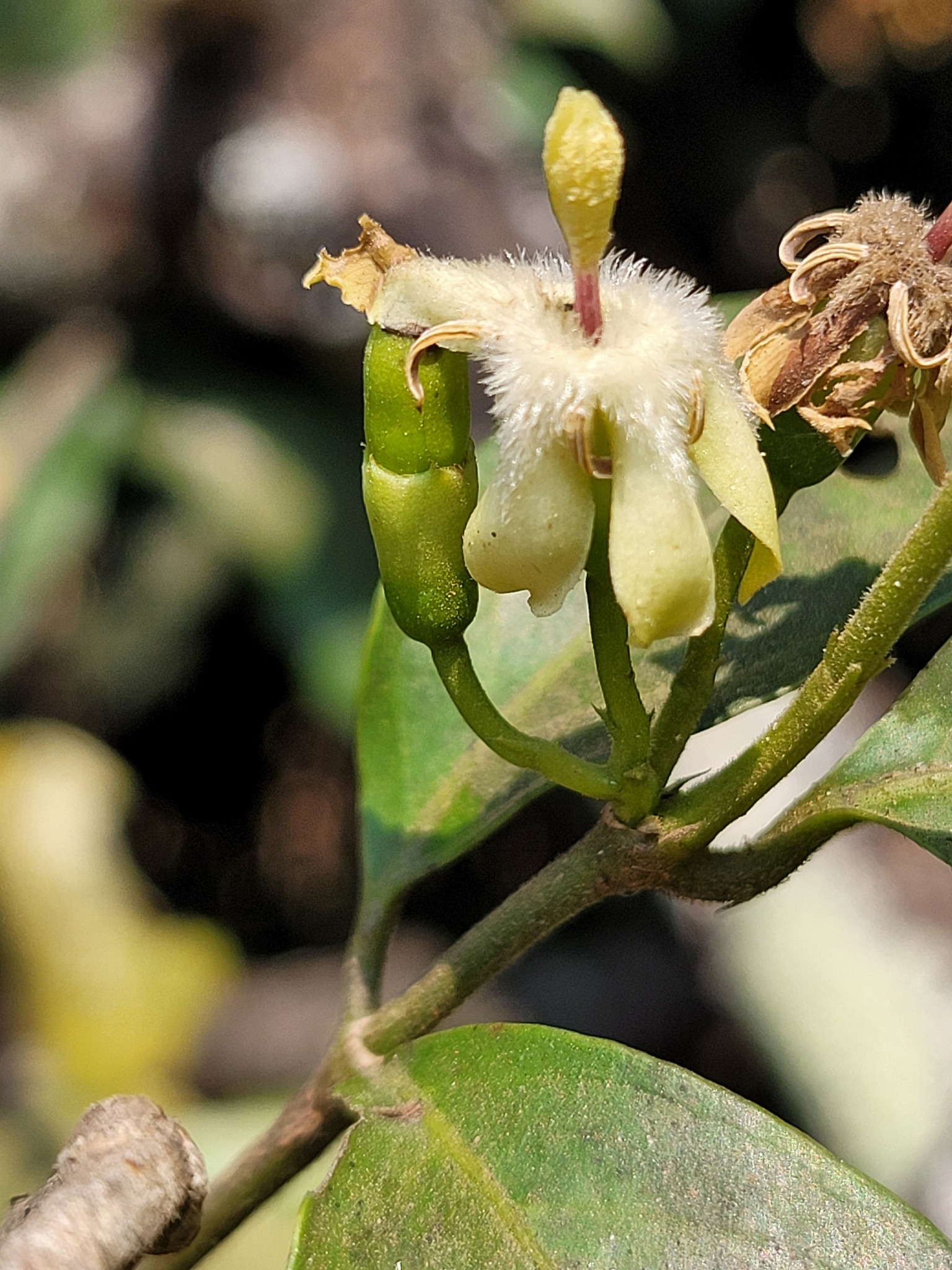 Aidia micrantha