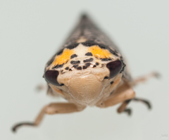 Ptyelus grossus