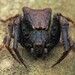 Square-ended Crab Spider - Photo (c) Saryu Mae, some rights reserved (CC BY), uploaded by Saryu Mae