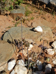 Cotyledon papillaris