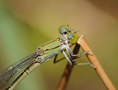 Pseudagrion aureofrons