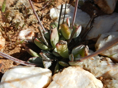 Cotyledon papillaris