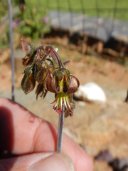 Cotyledon papillaris