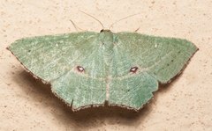 Traminda ocellata