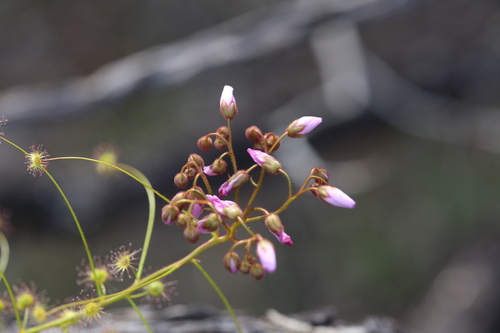 Drosera stricticaulis