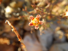 Tylecodon reticulatus