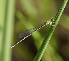 Pseudagrion aureofrons