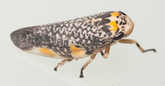 Ptyelus grossus