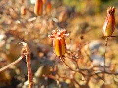 Tylecodon reticulatus