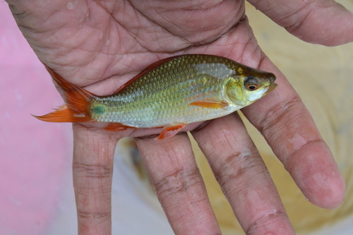 Gebande beenlipbarbeel (Osteochilus vittatus) — Cyprinidae