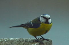 Cyanistes caeruleus
