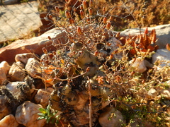 Tylecodon reticulatus