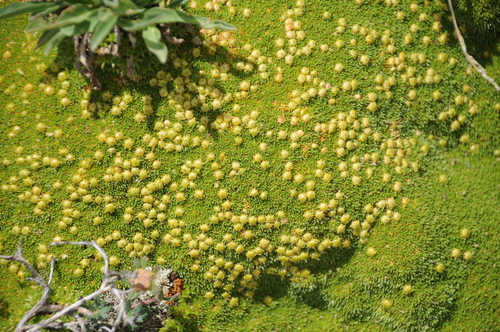 Thylacospermum caespitosum · iNaturalist United Kingdom