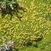 Thylacospermum caespitosum - Photo (c) vladimir_epiktetov, algunos derechos reservados (CC BY-NC), subido por vladimir_epiktetov