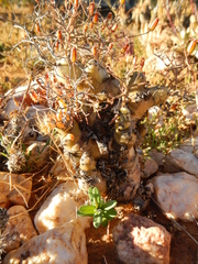 Tylecodon reticulatus