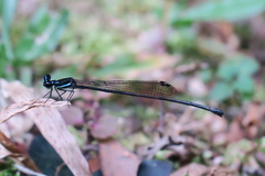 Prodasineura collaris