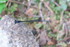 Prodasineura collaris