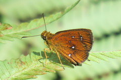 Iambrix salsala salsala