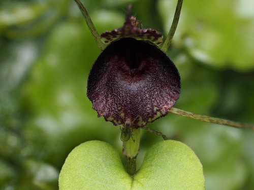 Image of Corybas iridescens by (c) Emily Roberts, some rights reserved (CC BY)