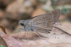 Pelopidas mathias mathias