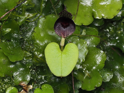 Image of Corybas iridescens by (c) Emily Roberts, some rights reserved (CC BY)