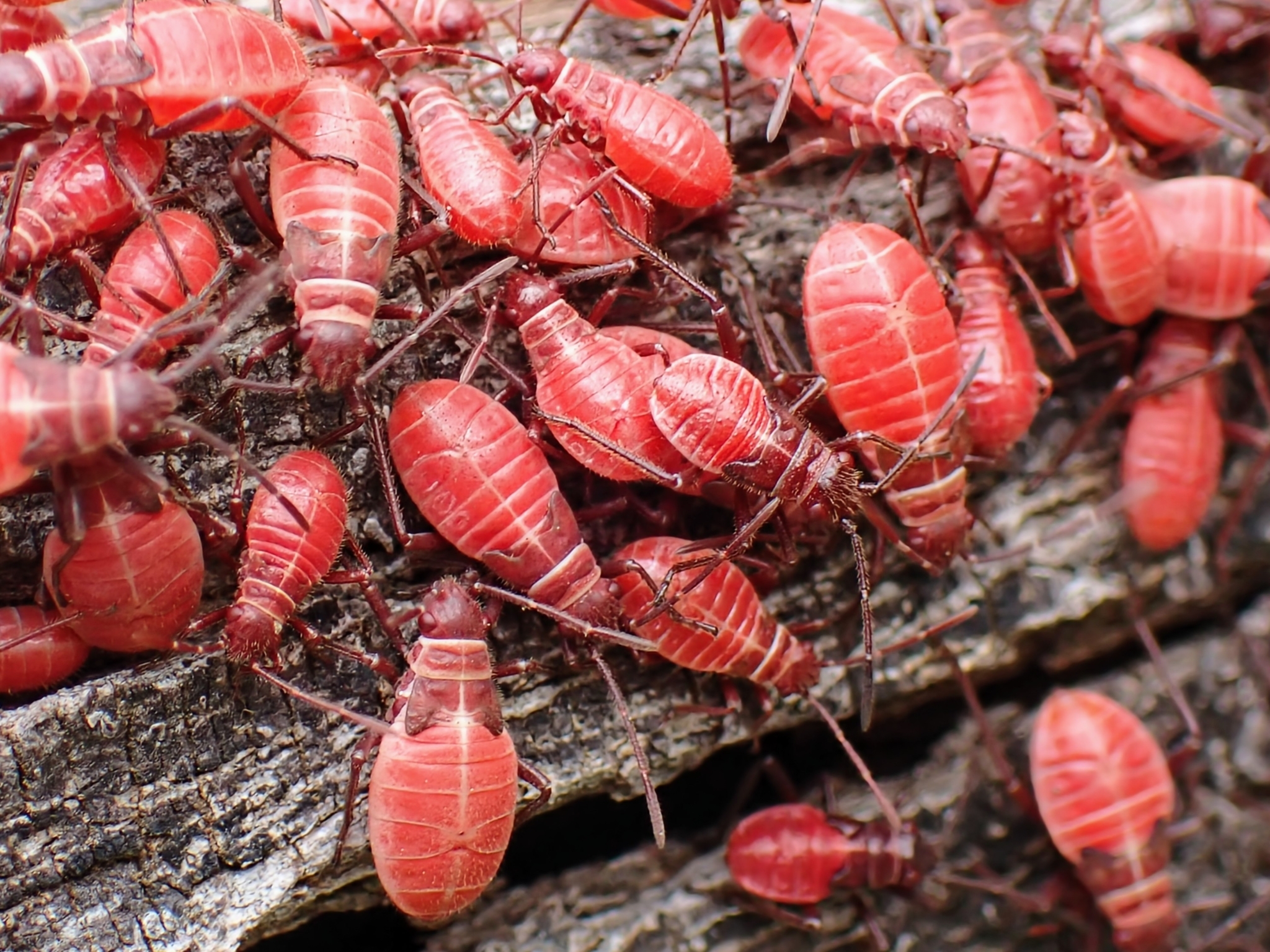 Old World Soapberry Bugs (Genus Leptocoris) · iNaturalist