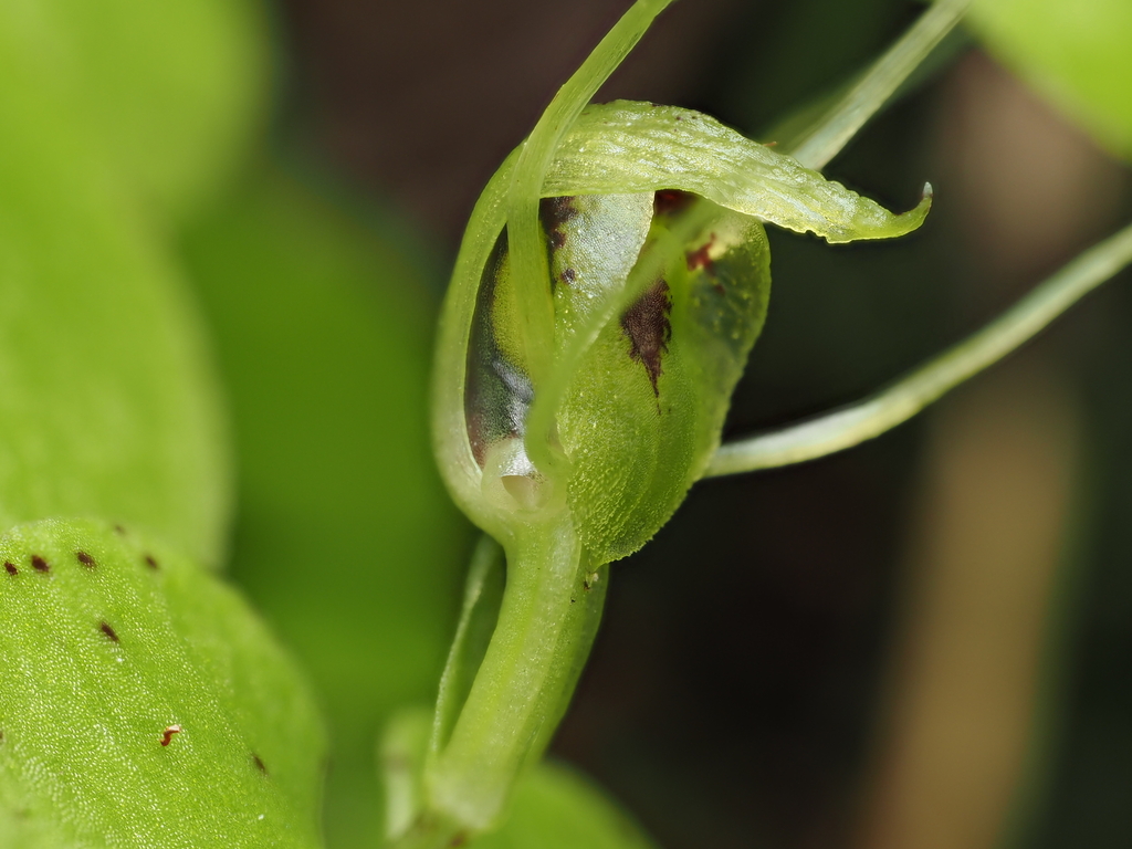 Corybas papa