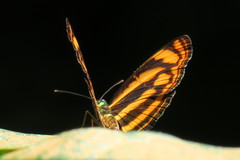 Lasippa tiga siaka