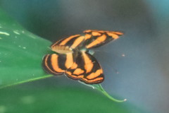 Lasippa tiga siaka