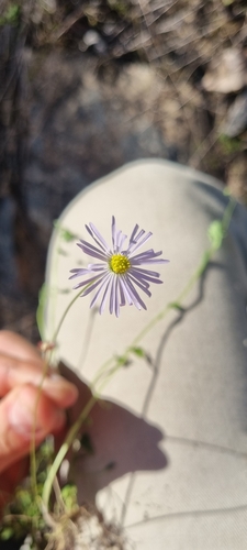 Image of Brachyscome microcarpa by (c) murrayoke, some rights reserved (CC BY)
