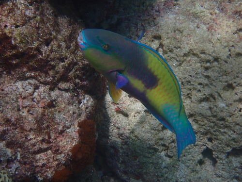 Japanese parrotfish (Chlorurus japanensis) — Scaridae