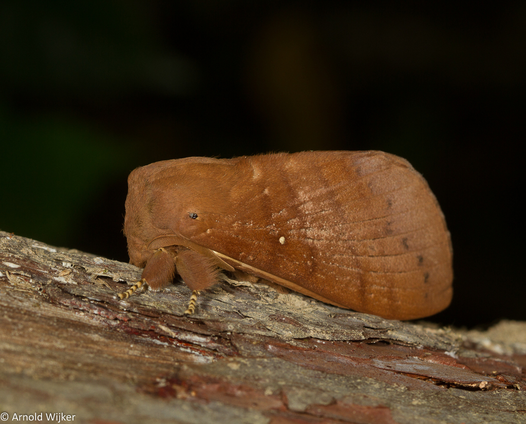 Kunugia suanoides