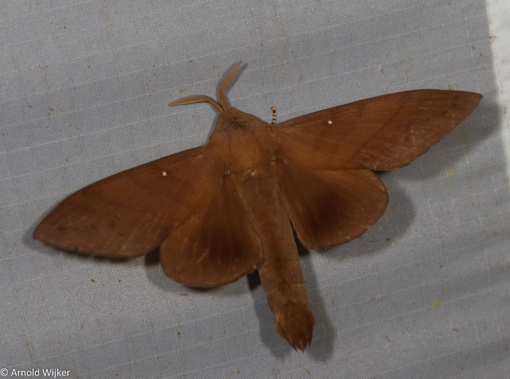 Suana concolor