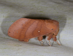 Kunugia austroplacida