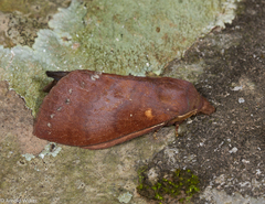 Kunugia latipennis